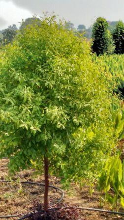 Santalum (சந்தனமரம் ) Santalum (சந்தனமரம் )