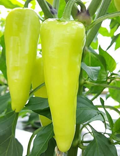 Bajji Chilli _ பஜ்ஜி மிளகாய் Bajji Chilli _ பஜ்ஜி மிளகாய்
