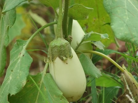 WHITE BRINJAL WHITE BRINJAL