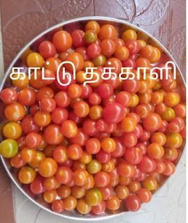 Red Beef Heart Tomotto (சிகப்பு காட்டு தக்காளி ) Red Beef Heart Tomotto (சிகப்பு காட்டு தக்காளி )