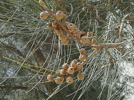 savukku | Casuarina Tree (சவுக்கு) savukku | Casuarina Tree (சவுக்கு)