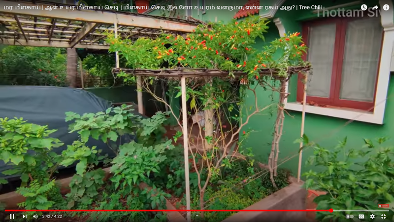 Tree Chilly | மர மிளகாய் Tree Chilly | மர மிளகாய்