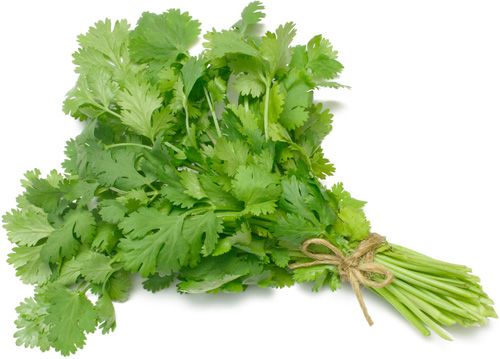 CORIANDER SEED ( KOTHAMALLI ) CORIANDER SEED ( KOTHAMALLI )