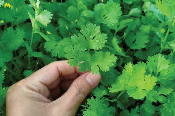 CORIANDER SEED ( KOTHAMALLI ) CORIANDER SEED ( KOTHAMALLI )