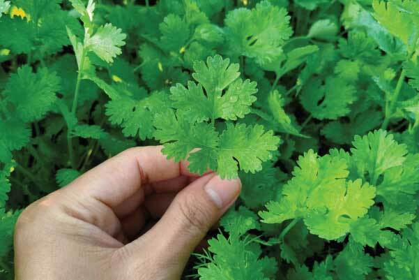 CORIANDER SEED ( KOTHAMALLI ) CORIANDER SEED ( KOTHAMALLI )