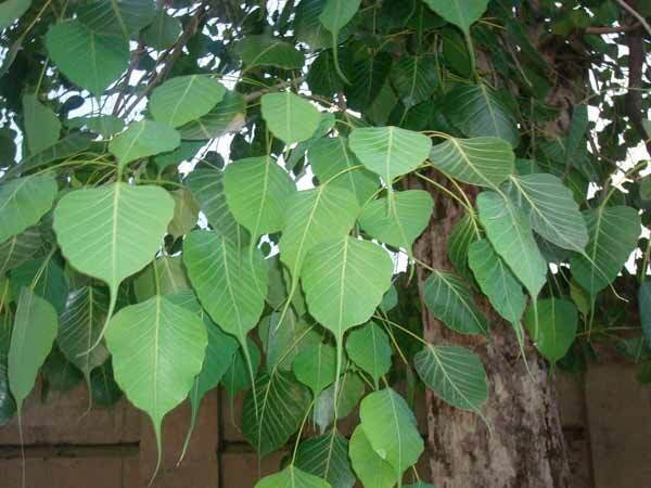 Arasa Maram | Pipal Tree (அரசமரம்) Arasa Maram | Pipal Tree (அரசமரம்)