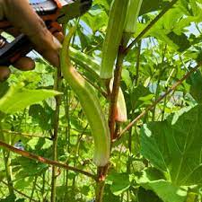 Cow Horn Okra(மாட்டு கொம்பன் பருமன் நீள வெண்டை) Cow Horn Okra(மாட்டு கொம்பன் பருமன் நீள வெண்டை)
