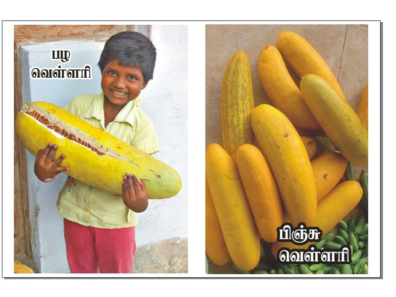 CUCUMBER (வெள்ளரி - பழம்)