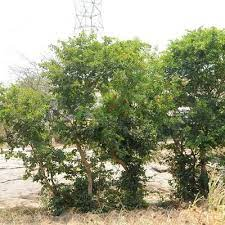 Melizera tree (மெலிஜெரா ) Melizera tree (மெலிஜெரா )