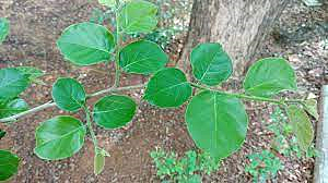 Foresty Tree Seeds