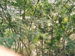 PARAMBAI MUL (பரம்பை முள்) PARAMBAI MUL (பரம்பை முள்)