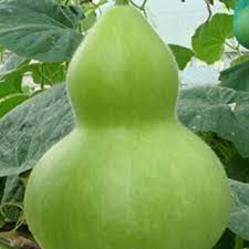 KUMBA SURAI (கும்ப சுரைக்காய்) KUMBA SURAI (கும்ப சுரைக்காய்)