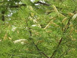 Ebony Tree Seed ( கருங்காலி ) Ebony Tree Seed ( கருங்காலி )