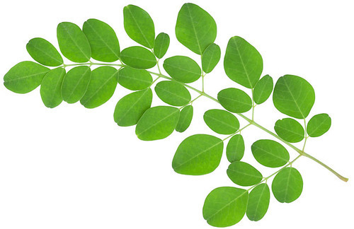 MURUNGAI SEED ( DRUMSTICK LEAVES ) MURUNGAI SEED ( DRUMSTICK LEAVES )