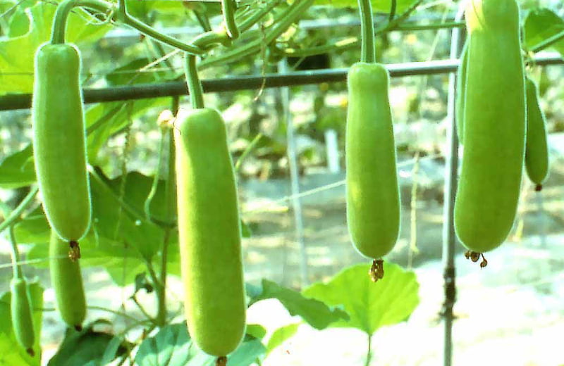 NEETA SURAKKAI LONG BOTTLE GOURD (நீட்ட சுரைக்காய்) NEETA SURAKKAI LONG BOTTLE GOURD (நீட்ட சுரைக்காய்)