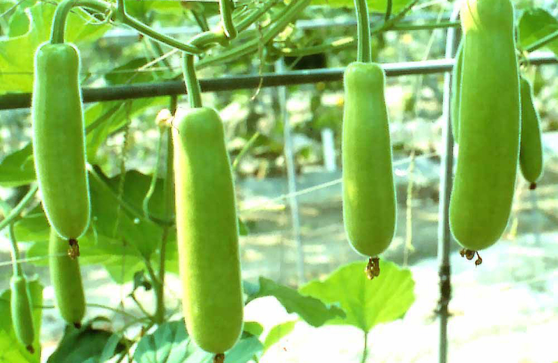 NEETA SURAKKAI LONG BOTTLE GOURD (நீட்ட சுரைக்காய்) NEETA SURAKKAI LONG BOTTLE GOURD (நீட்ட சுரைக்காய்)