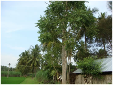 Pencil tree (பென்சில் மரம் ) Pencil tree (பென்சில் மரம் )