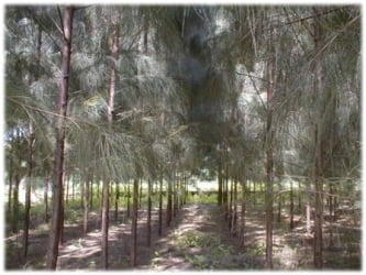 savukku | Casuarina Tree (சவுக்கு) savukku | Casuarina Tree (சவுக்கு)
