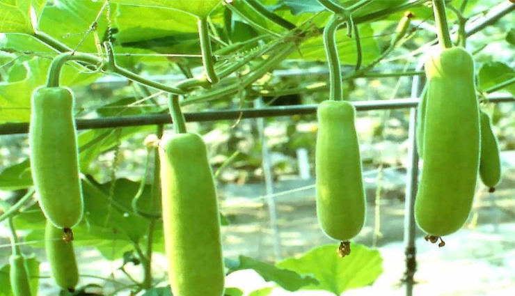BOTTLE GOURD - AATUKAL (ஆட்டுக்கால் சுரைகாய்) BOTTLE GOURD - AATUKAL (ஆட்டுக்கால் சுரைகாய்)