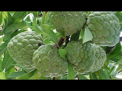 SeethaPala maram | Custard apple (சீதா மரம்) SeethaPala maram | Custard apple (சீதா மரம்)
