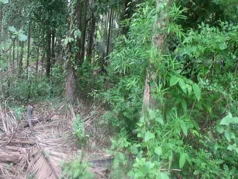Etti Maram | Spear tree (ஈட்டி மரம்) Etti Maram | Spear tree (ஈட்டி மரம்)