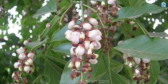 PUNGAN (புங்கன் ) PUNGAN (புங்கன் )