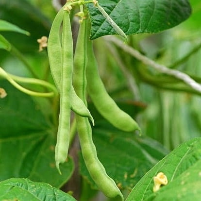 Kodi Lima Beans (கொடி லீமா பீன்ஸ் ) Kodi Lima Beans (கொடி லீமா பீன்ஸ் )
