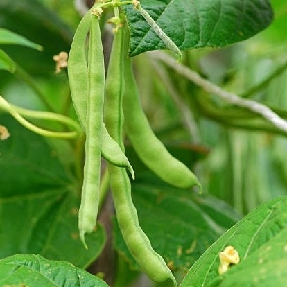 Kodi Lima Beans (கொடி லீமா பீன்ஸ் ) Kodi Lima Beans (கொடி லீமா பீன்ஸ் )