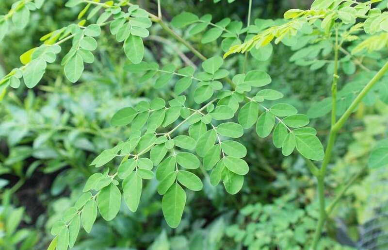 MURUNGAI SEED ( DRUMSTICK LEAVES ) MURUNGAI SEED ( DRUMSTICK LEAVES )