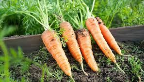 CARROT | கேரட்