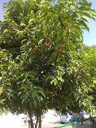 Magilam (மகிழம்) Magilam (மகிழம்)