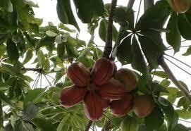 Kuthirai kulambu tree (குதிரை குழம்பு ) Kuthirai kulambu tree (குதிரை குழம்பு )