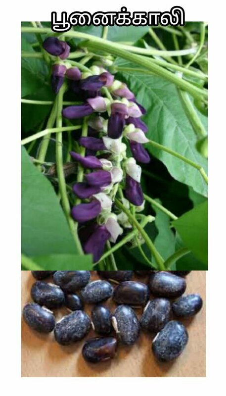 Velvate Bean - White (பூனைக்காலி - வெள்ளை) Velvate Bean - White (பூனைக்காலி - வெள்ளை)
