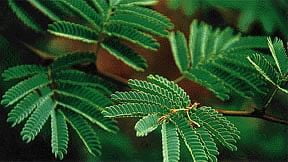 Prambai | Indian Mesquite tree (பரம்பை ) Prambai | Indian Mesquite tree (பரம்பை )