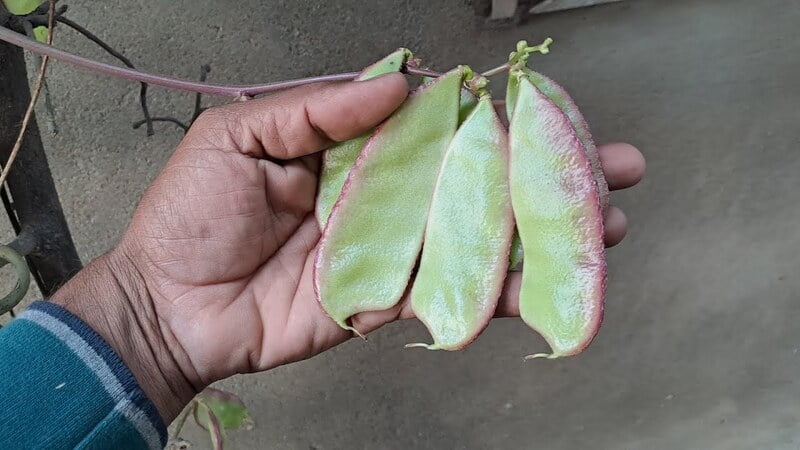 Elephant Horn Bush (கொடி யானைக்காது அவரை) Elephant Horn Bush (கொடி யானைக்காது அவரை)