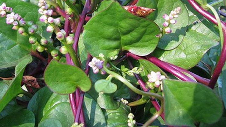 PASALAI KEERAI ( BASELLA ALBA ) (பசலை கீரை) PASALAI KEERAI ( BASELLA ALBA ) (பசலை கீரை)