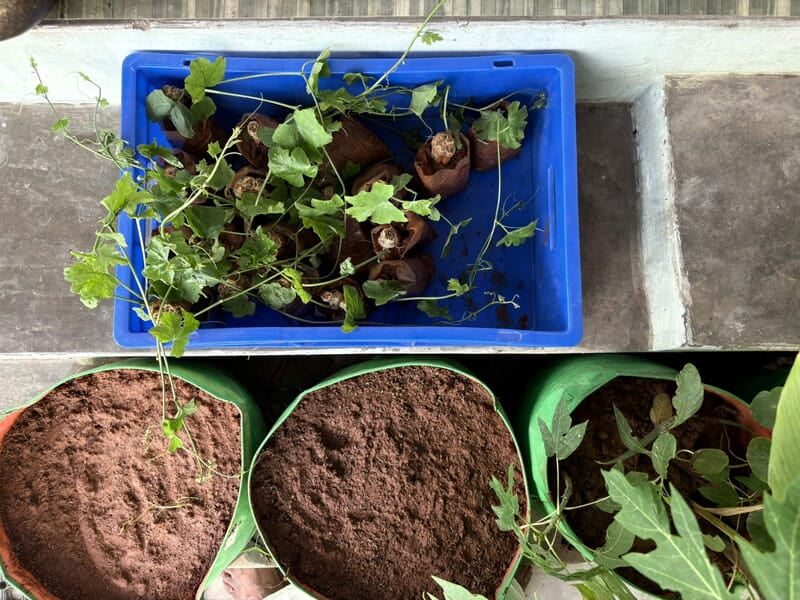 KOVAKKAI CUTTINGS | கோவக்காய் குச்சி KOVAKKAI CUTTINGS | கோவக்காய் குச்சி
