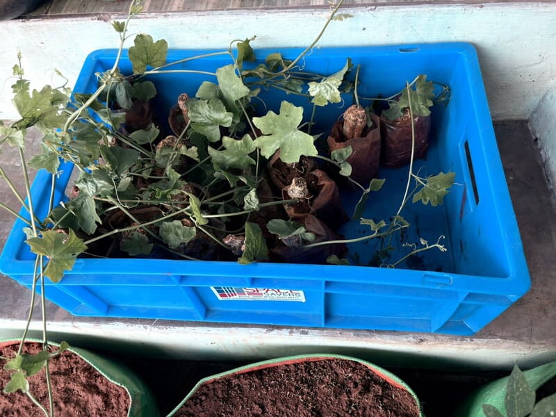 KOVAKKAI CUTTINGS | கோவக்காய் குச்சி KOVAKKAI CUTTINGS | கோவக்காய் குச்சி
