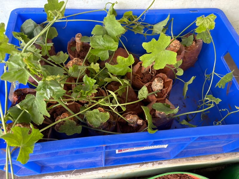 KOVAKKAI CUTTINGS | கோவக்காய் குச்சி KOVAKKAI CUTTINGS | கோவக்காய் குச்சி