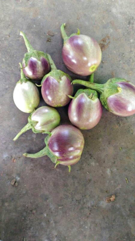 SHORT BHAVANI BRINJAL (குண்டு பவானி கத்தரி) SHORT BHAVANI BRINJAL (குண்டு பவானி கத்தரி)