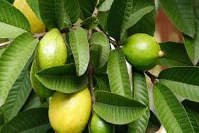 Koyya Maram | Guava Tree(கொய்யா மரம்)