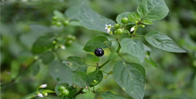 MANATHAKKALI BLACK NIGHT SHADE (மணத்தக்காளி கீரை) MANATHAKKALI BLACK NIGHT SHADE (மணத்தக்காளி கீரை)