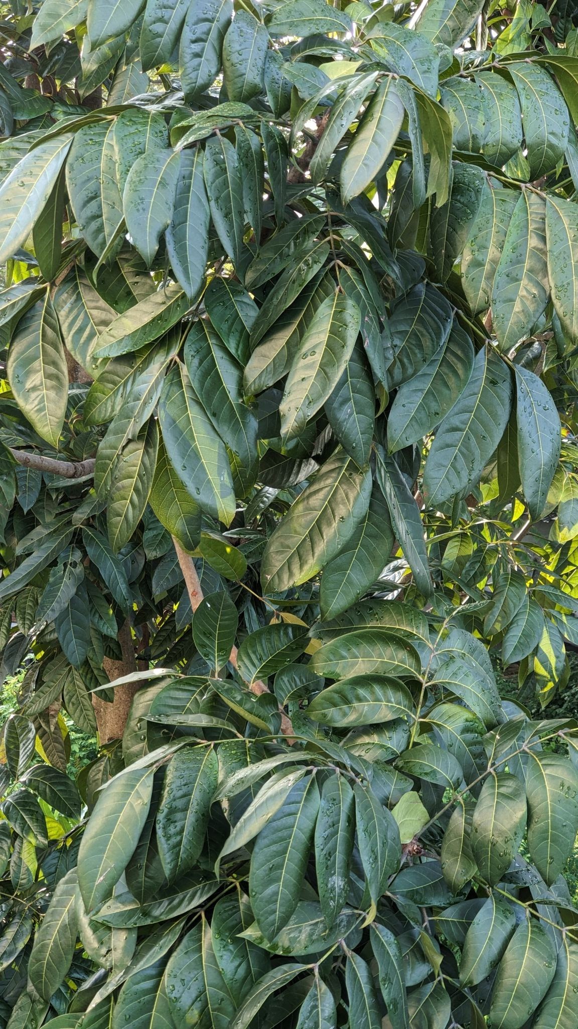 Mahogany (மகோகனி)