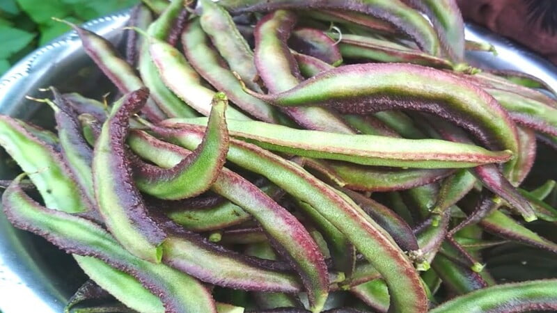 KOLI AVARAI ( LABLAB VIOLET ) (கோழி அவரை) KOLI AVARAI ( LABLAB VIOLET ) (கோழி அவரை)