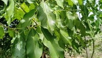 Vengai Maram | Pterocarpus marsupium (வேங்கை மரம்)