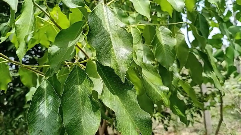 Vengai Maram | Pterocarpus marsupium (வேங்கை மரம்) Vengai Maram | Pterocarpus marsupium (வேங்கை மரம்)