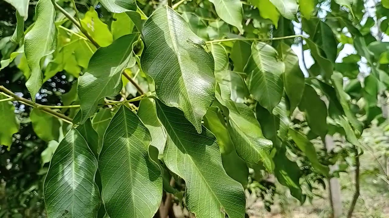 Vengai Maram | Pterocarpus marsupium (வேங்கை மரம்) Vengai Maram | Pterocarpus marsupium (வேங்கை மரம்)
