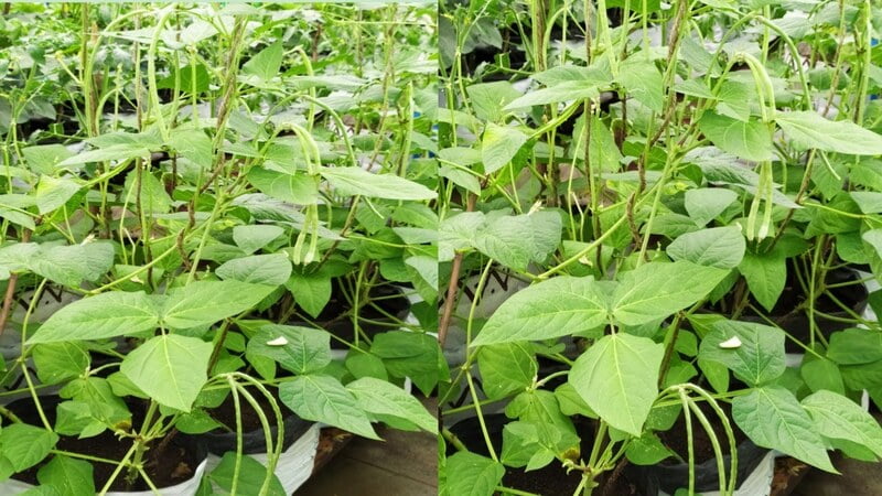 COWPEA VINE - KODI KARAMANI (கொடி காராமணி) COWPEA VINE - KODI KARAMANI (கொடி காராமணி)