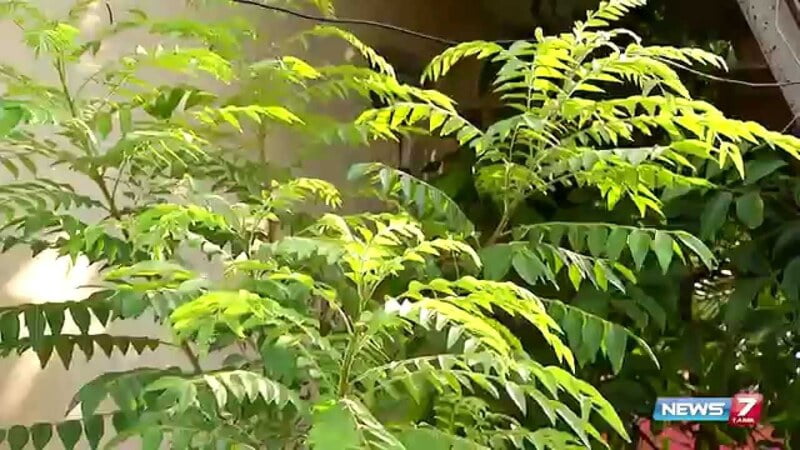 Curry Leaf ( கருவேப்பில்லை ) Curry Leaf ( கருவேப்பில்லை )