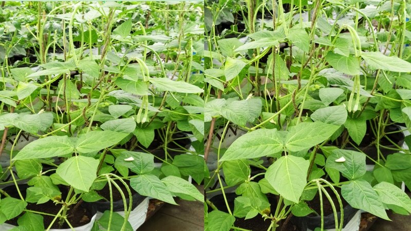 COWPEA VINE - KODI KARAMANI (கொடி காராமணி) COWPEA VINE - KODI KARAMANI (கொடி காராமணி)